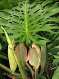 Swiss- cheese plant